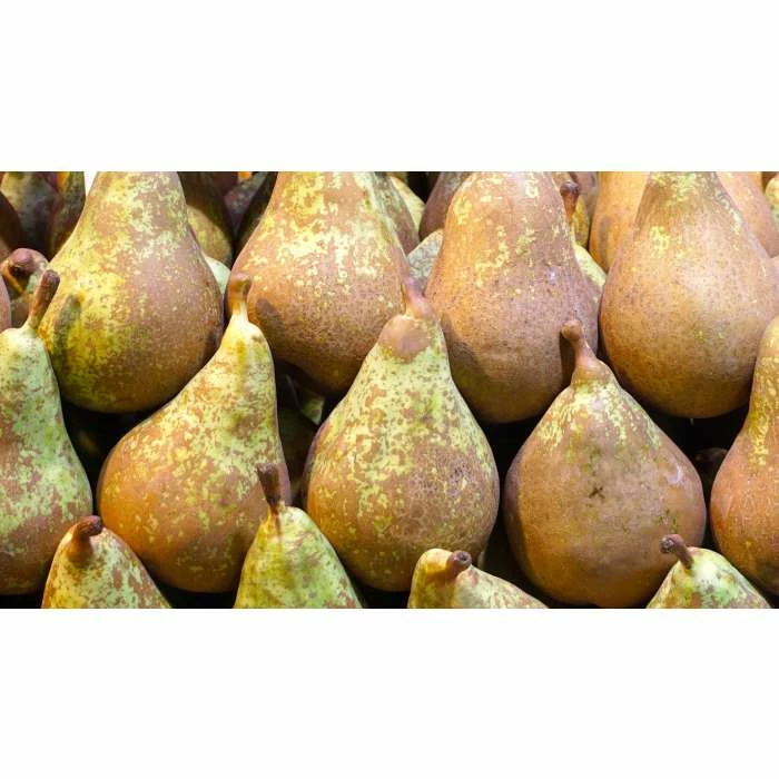 4-5ft 'Conference' Pear Tree | Quince A Semi Dwarfing Rootstock | Bare Root 2 4-5ft 'Conference' Pear Tree | Quince A Semi Dwarfing Rootstock | Bare Root - Image 2