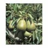 4-5ft 'Doyenne' Du Comice' Pear Tree | Quince A Semi Dwarfing Rootstock | 9L Pot