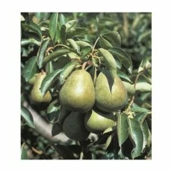 4-5ft 'Doyenne' Du Comice' Pear Tree | Quince A Semi Dwarfing Rootstock | 9L Pot