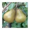 4-5ft 'Merton Pride' Pear Tree | Quince A Semi Dwarfing Rootstock | 9L Pot