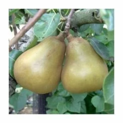 4-5ft 'Merton Pride' Pear Tree | Quince A Semi Dwarfing Rootstock | 9L Pot