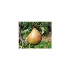 4-5ft 'Onward' Pear Tree | Quince A Semi Dwarfing Rootstock | 9L Pot