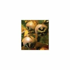 4-5ft 'Nottingham' Medlar Tree | Quince A Rootstock Semi-Dwarfing | 9L Pot