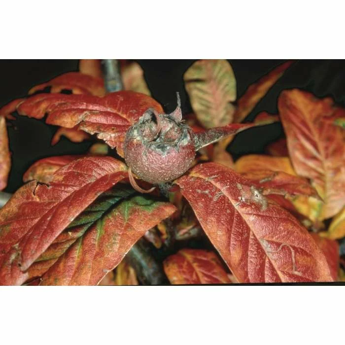 4-5ft 'Nottingham' Medlar Tree | Quince A Rootstock Semi-Dwarfing | 9L Pot 2 4-5ft 'Nottingham' Medlar Tree | Quince A Rootstock Semi-Dwarfing | 9L Pot - Image 2