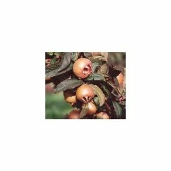 2-3ft Westerveld' Patio Medlar Tree | Quince A Rootstock Semi-Dwarfing | 4.5L Pot