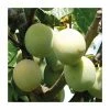 4-5ft 'Cambridge Gage' Plum Tree | SJA Semi Vigorous Rootstock | 9L Pot