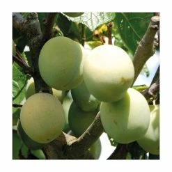 4-5ft 'Cambridge Gage' Plum Tree | SJA Semi Vigorous Rootstock | 9L Pot