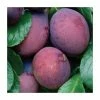 4-5ft 'Edwards' Plum Tree | SJA Semi Vigorous Rootstock | 9L Pot