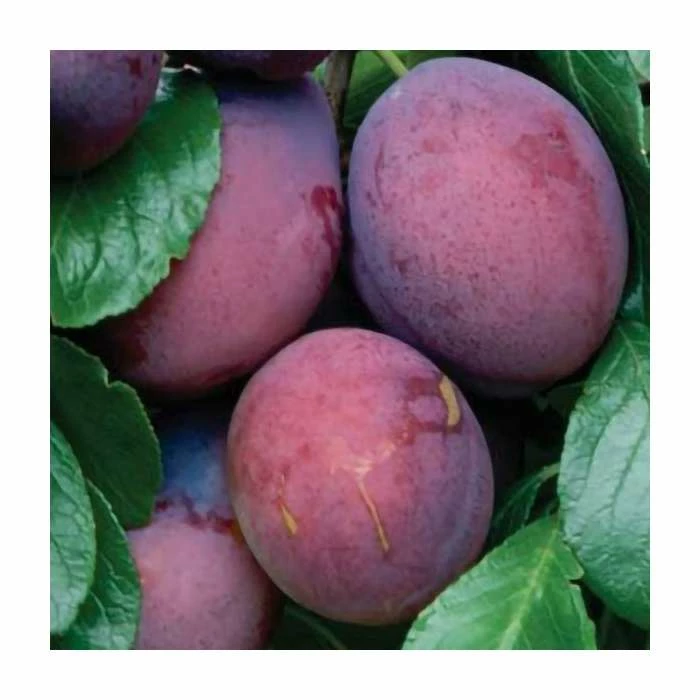 4-5ft 'Edwards' Plum Tree | SJA Semi Vigorous Rootstock | 9L Pot 1 4-5ft 'Edwards' Plum Tree | SJA Semi Vigorous Rootstock | 9L Pot