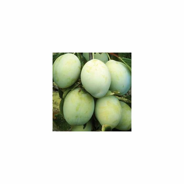 4-5ft 'Old Greengage' Plum Tree | SJA Semi Vigorous Rootstock | 9L Pot 1 4-5ft 'Old Greengage' Plum Tree | SJA Semi Vigorous Rootstock | 9L Pot