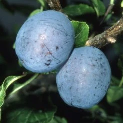 4-5ft 'Herman' Plum Tree | SJA Semi Vigorous Rootstock | 9L Pot -botanical garden shop TR0094 add image 1 0a6a