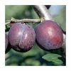 4-5ft 'Herman' Plum Tree | SJA Semi Vigorous Rootstock | 9L Pot