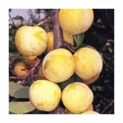 4-5ft 'Imperial Gage' Plum Tree | SJA Semi Vigorous Rootstock | 9L Pot