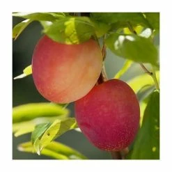 4-5ft 'Lizzie' Plum Tree | SJA Semi Vigorous Rootstock | 9L Pot