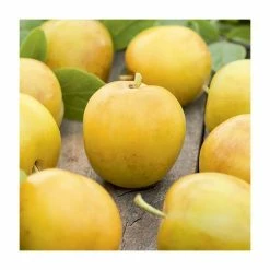 4-5ft 'Oullin's Golden Gage' Plum Tree | SJA Semi Vigorous Rootstock | 9L Pot