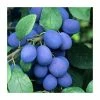 4-5ft 'Farleigh' Damson Tree | SJA Semi Vigorous Rootstock | 9L Pot