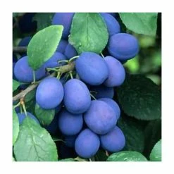 4-5ft 'Farleigh' Damson Tree | SJA Semi Vigorous Rootstock | 9L Pot