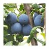 4-5ft 'Shropshire' Cordon Damson Tree | SJA Semi Vigorous Rootstock | Bare Root
