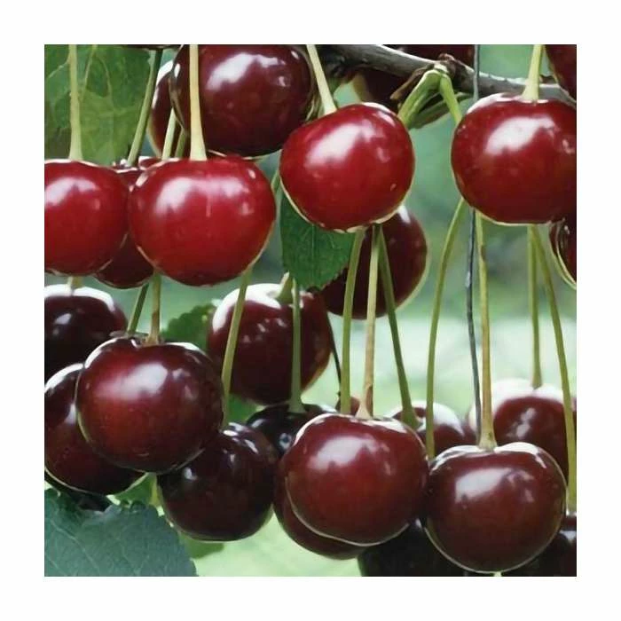 4-5ft 'May Duke' Cherry Tree | Colt Semi Vigorous Rootstock | Bare Root 1 4-5ft 'May Duke' Cherry Tree | Colt Semi Vigorous Rootstock | Bare Root