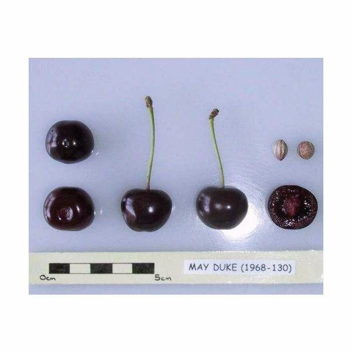 4-5ft 'May Duke' Cherry Tree | Colt Semi Vigorous Rootstock | 9L Pot 2 4-5ft 'May Duke' Cherry Tree | Colt Semi Vigorous Rootstock | 9L Pot - Image 2