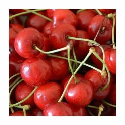 4-5ft 'Morello' Cherry Tree | Colt Semi Vigorous Rootstock | 9L Pot
