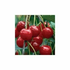 4-5ft 'Nabella' Cherry Tree | Colt Semi Vigorous Rootstock | Bare Root