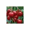 4-5ft 'Nabella' Cherry Tree | Colt Semi Vigorous Rootstock | 9L Pot