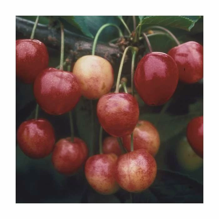 4-5ft 'Bigarreau Napoleon' Cherry Tree | Colt Semi Vigorous Rootstock | 9L Pot 3 4-5ft 'Bigarreau Napoleon' Cherry Tree | Colt Semi Vigorous Rootstock | 9L Pot - Image 3