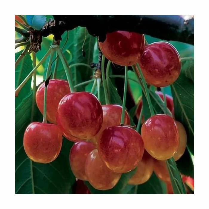 4-5ft 'Bigarreau Napoleon' Cherry Tree | Colt Semi Vigorous Rootstock | 9L Pot 1 4-5ft 'Bigarreau Napoleon' Cherry Tree | Colt Semi Vigorous Rootstock | 9L Pot