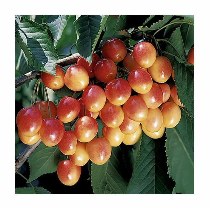 4-5ft 'Bigarreau Napoleon' Cherry Tree | Colt Semi Vigorous Rootstock | 9L Pot 2 4-5ft 'Bigarreau Napoleon' Cherry Tree | Colt Semi Vigorous Rootstock | 9L Pot - Image 2