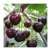 4-5ft 'Kordia' Cherry Tree | Colt Semi Vigorous Rootstock | 9L Pot