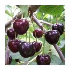 4-5ft 'Kordia' Cherry Tree | Colt Semi Vigorous Rootstock | 9L Pot