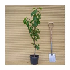 4-5ft ''Stella' Patio Cherry Tree | Gisela 5 Semi Dwarfing Rootstock | 4.5L Pot -botanical garden shop TR01144 5L add image 3 7756