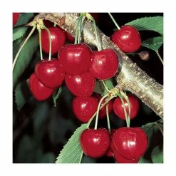 4-5ft 'Stella' Cherry Tree | Colt Semi Vigorous Rootstock | 9L Pot 7 4-5ft 'Stella' Cherry Tree | Colt Semi Vigorous Rootstock | 9L Pot -botanical garden shop TR0114 add image 1 8b7a