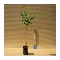 4-5ft 'Stella' Cherry Tree | Colt Semi Vigorous Rootstock | 9L Pot 9 4-5ft 'Stella' Cherry Tree | Colt Semi Vigorous Rootstock | 9L Pot -botanical garden shop TR0114 add image 3 c8bb