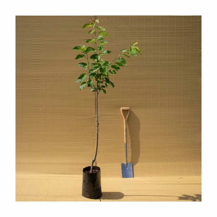 4-5ft 'Stella' Cherry Tree | Colt Semi Vigorous Rootstock | 9L Pot 5 4-5ft 'Stella' Cherry Tree | Colt Semi Vigorous Rootstock | 9L Pot - Image 5