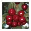 4-5ft 'Summer Sun' Cherry Tree | Colt Semi Vigorous Rootstock | 9L Pot