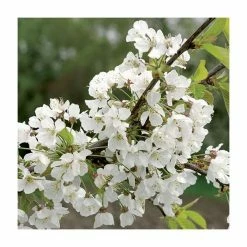 4-5ft 'Sunburst' Cherry Tree | Colt Semi Vigorous Rootstock | 9L Pot -botanical garden shop TR0116 add image 3 22a9