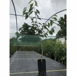 4-5ft 'Sunburst' Cherry Tree | Colt Semi Vigorous Rootstock | 9L Pot -botanical garden shop TR0116 add image 5 b4a2