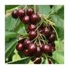 4-5ft 'Sunburst' Cherry Tree | Colt Semi Vigorous Rootstock | 9L Pot