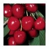4-5ft 'Colney' Cherry Tree | Colt Semi Vigorous Rootstock | 9L Pot