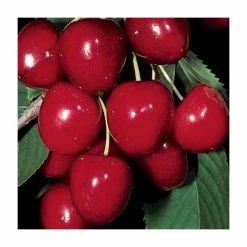 4-5ft 'Colney' Cherry Tree | Colt Semi Vigorous Rootstock | 9L Pot