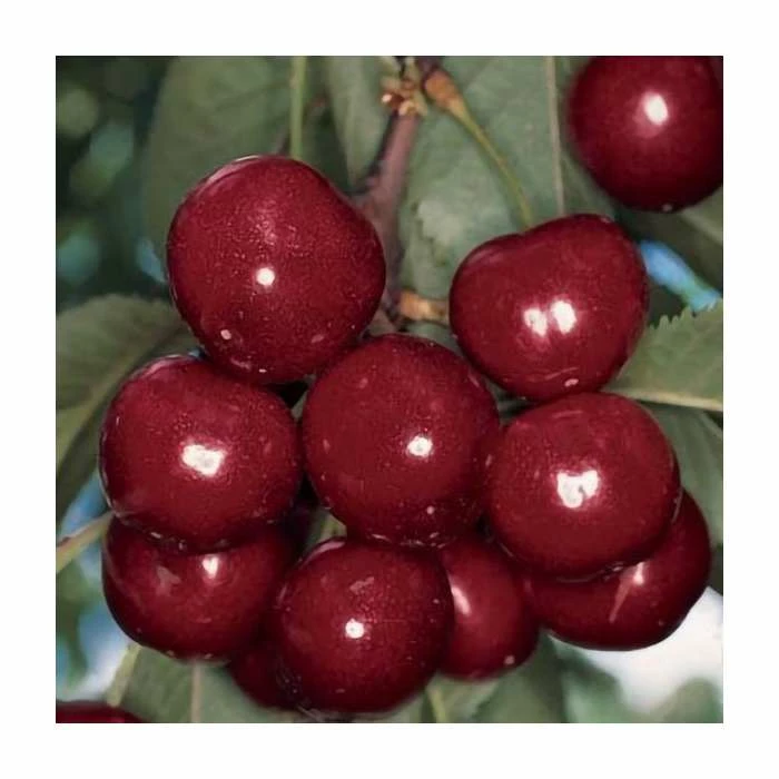 4-5ft 'Van' Cherry Tree | Colt Semi Vigorous Rootstock | 9L Pot 2 4-5ft 'Van' Cherry Tree | Colt Semi Vigorous Rootstock | 9L Pot - Image 2