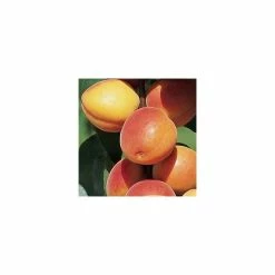 4-5ft 'Early Moorpark' Apricot Tree | SJA Semi Vigorous Rootstock | 9L Pot