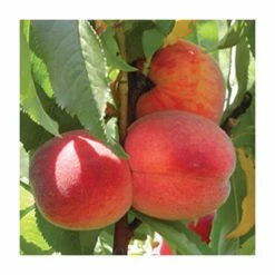 4-5ft Avalon Pride' Patio Peach Tree| Montclare Semi Dwarfing Rootstock | 4.5L Pot
