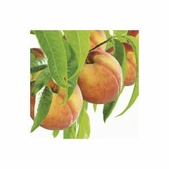 4-5ft Peregrine' Patio Peach Tree| Montclare Semi Dwarfing Rootstock | 4.5L Pot