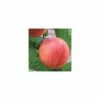 4-5ft 'Lord Napier' Nectarine Tree | SJA Semi Vigorous Rootstock | 9L Pot
