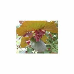 4-5ft 'Red Filbert' Hazel Tree | Bare Root