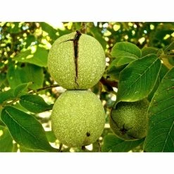 4-5ft 'Broadview' Walnut Tree | Walnut Seedling Rootstock |9L Pot