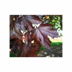 Acer Platanoides 'Crimson King' | Purple Norway Maple Tree | 9L Pot | 120-150cm -botanical garden shop TR0130 add image 2 0252